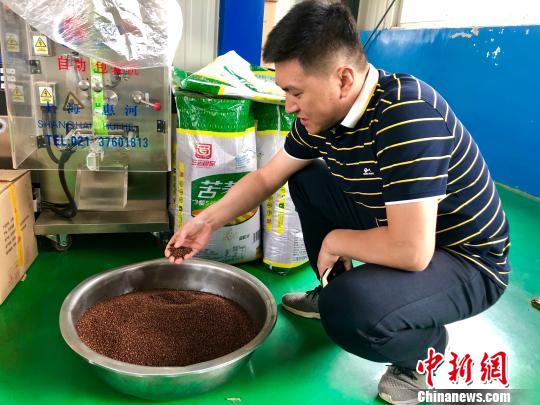Li Guoliang knows a lot about the quality of black tartary buckwheat. Wang Zumin
