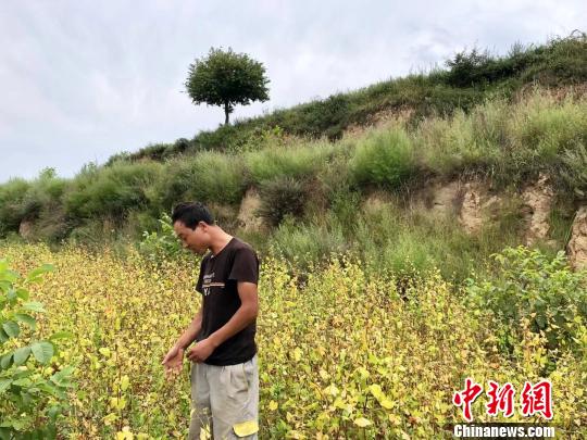 Chen Manqiang is in his own black bitter buckwheat field. Wang Zumin